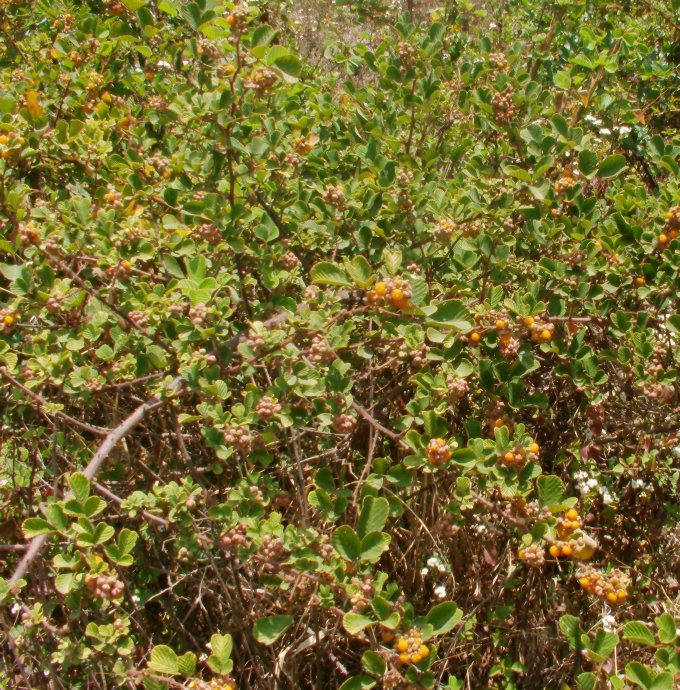 云南山里红色苦的野果,云南野生黄泡果几月熟