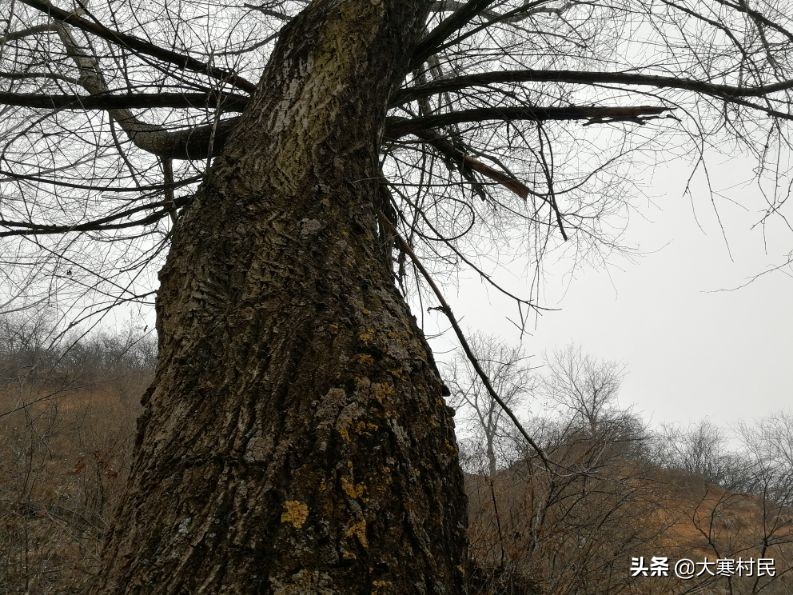 想象春天,想象中的春天