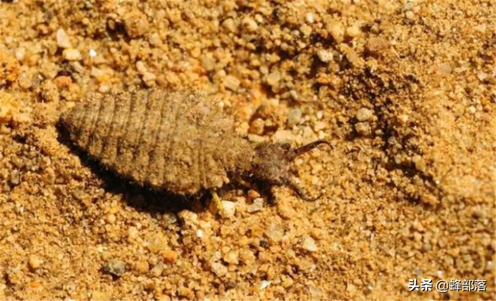 8000元一斤的“沙王八”,专吃肉却连肛门都没有,屎去哪了?