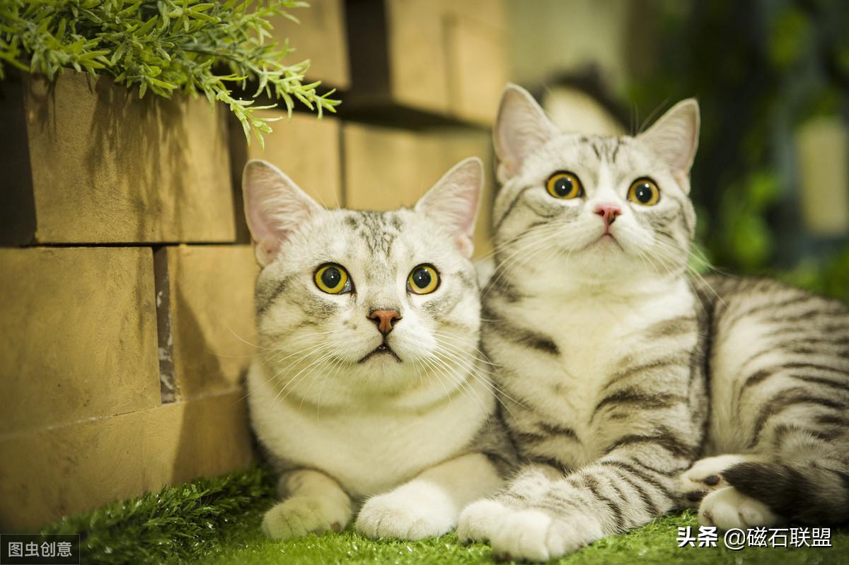 猫咪知识科普养猫攻略,新手养猫需要教些猫咪什么