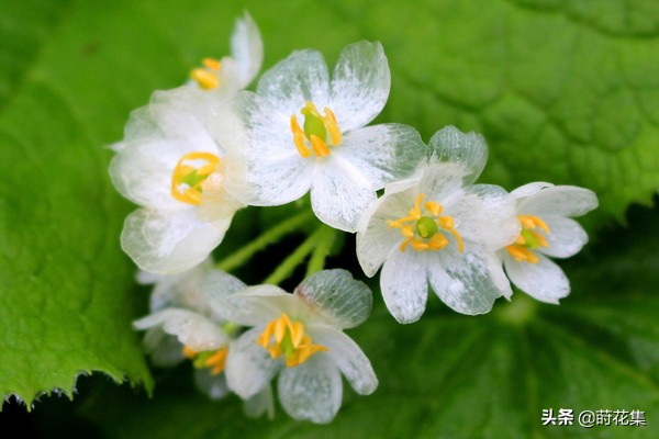 哪些花遇水变透明,遇水会变透明的花有哪些