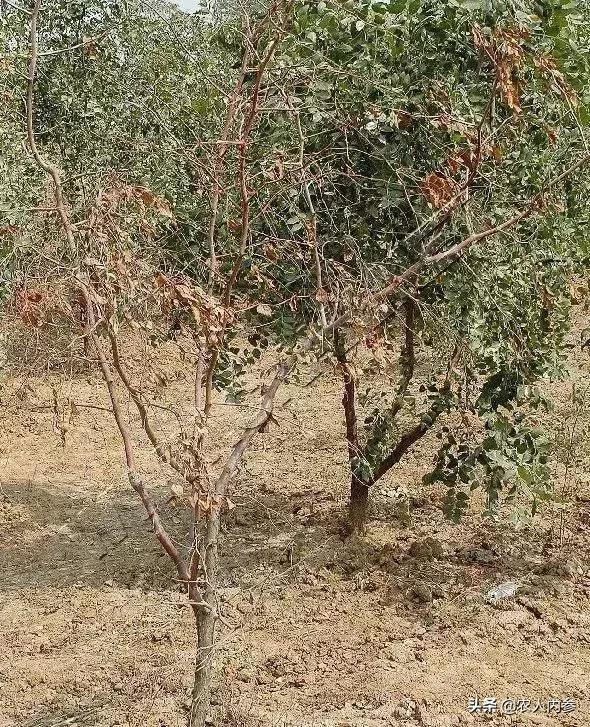 几种果树根部病害的症状识别与防治！