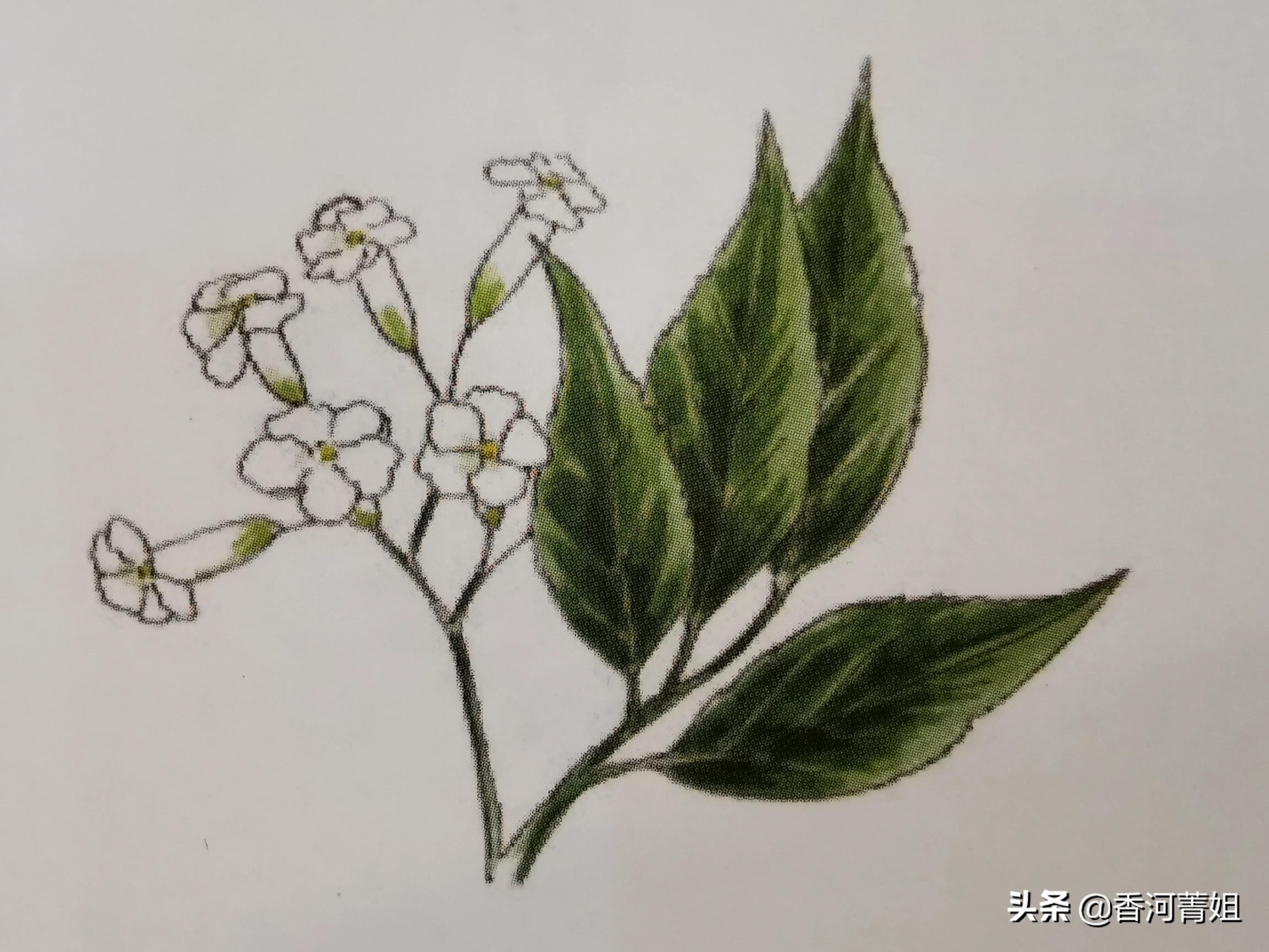 白盾籽木～苦楝树（硬木）