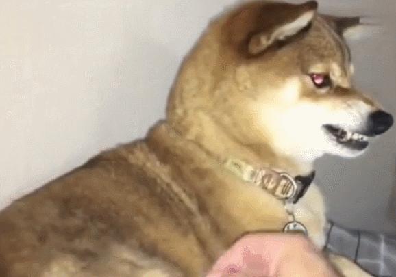 养猫狗常备药,宠物猫狗常用药