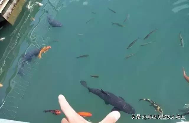 广东省内五一去哪里玩儿比较好,五一去哪里玩广东旅游攻略