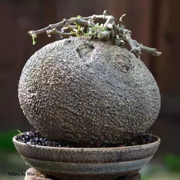 大叔养多肉20年，一片叶子上万块，盆盆都快成精了！