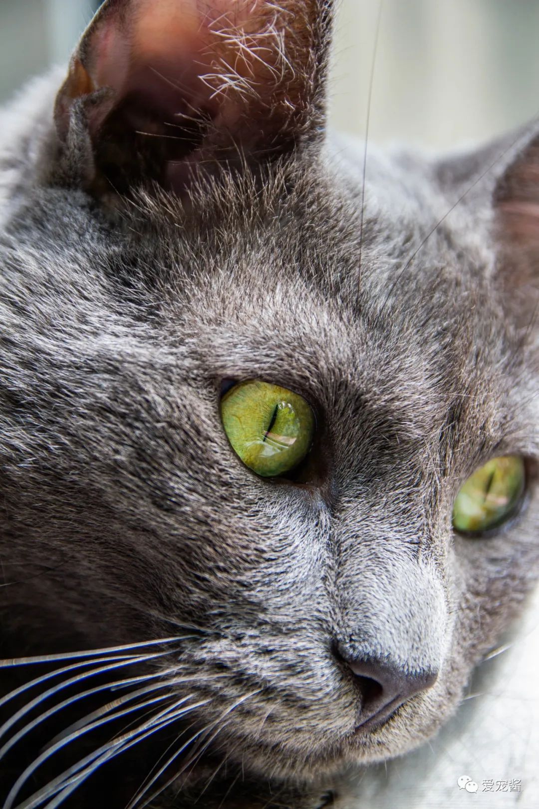 濡備綍鎿︽帀鐚挭娉棔,娌荤枟鐚挭娉棔鐨勮嵂