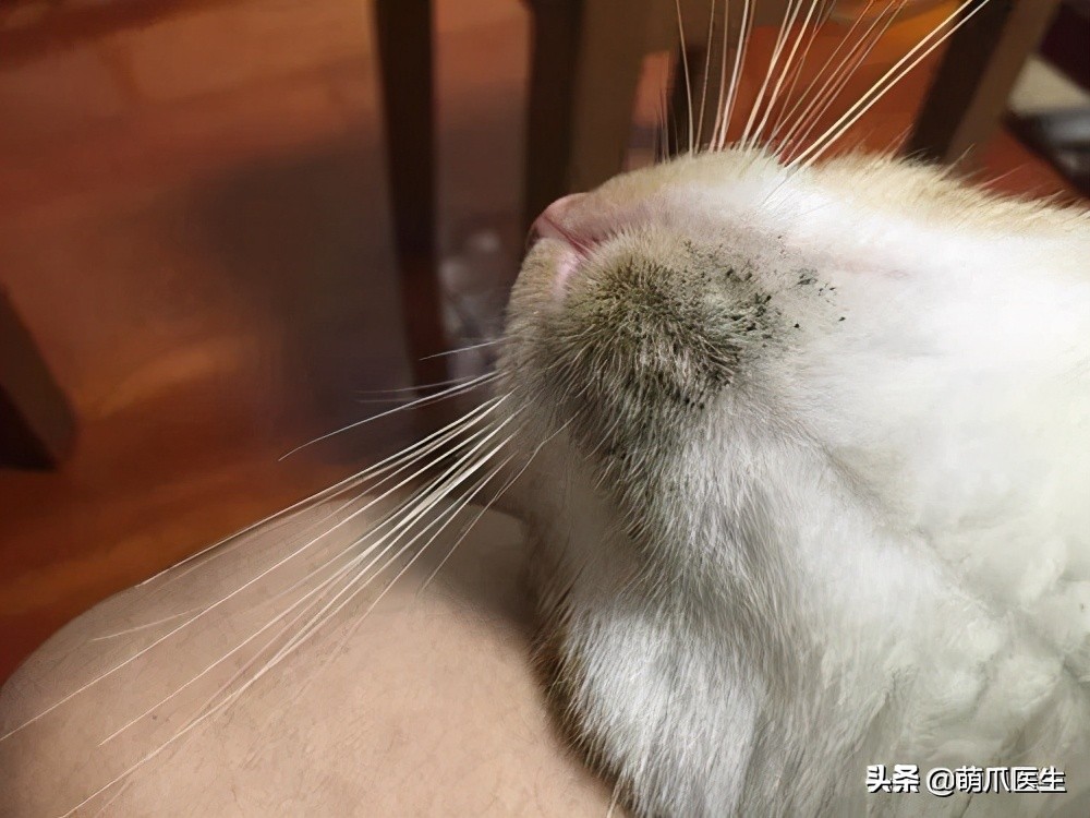 给猫挤黑头，结果挤出5颗“白色米粒”……