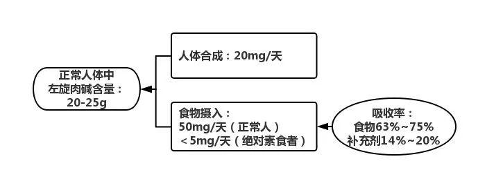左旋肉碱减脂管用吗,有氧配合左旋肉碱注意事项
