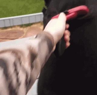 为抢玩具狗子跳起电臀舞！这么搞笑的屁屁可以看一年