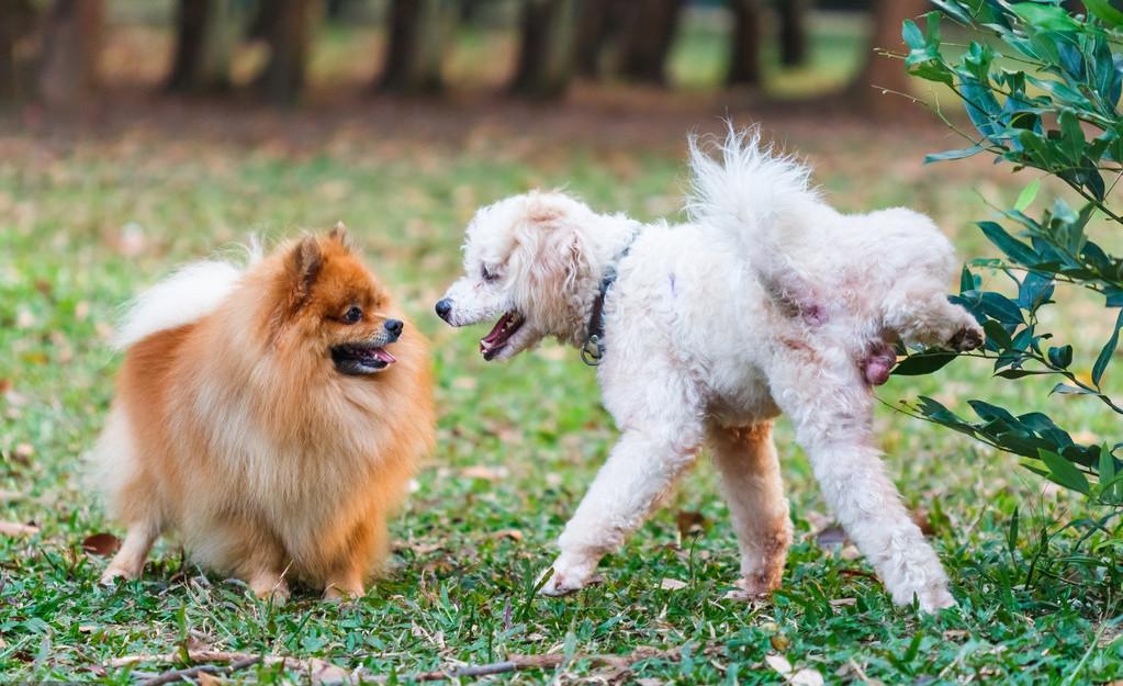 狗狗尿尿时趴着是怎么回事,狗狗会定点尿尿的表现