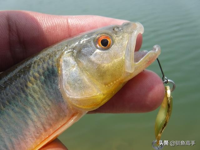 路亚马口用浮的亮片还是沉底的,溪流路亚亮片的使用方法