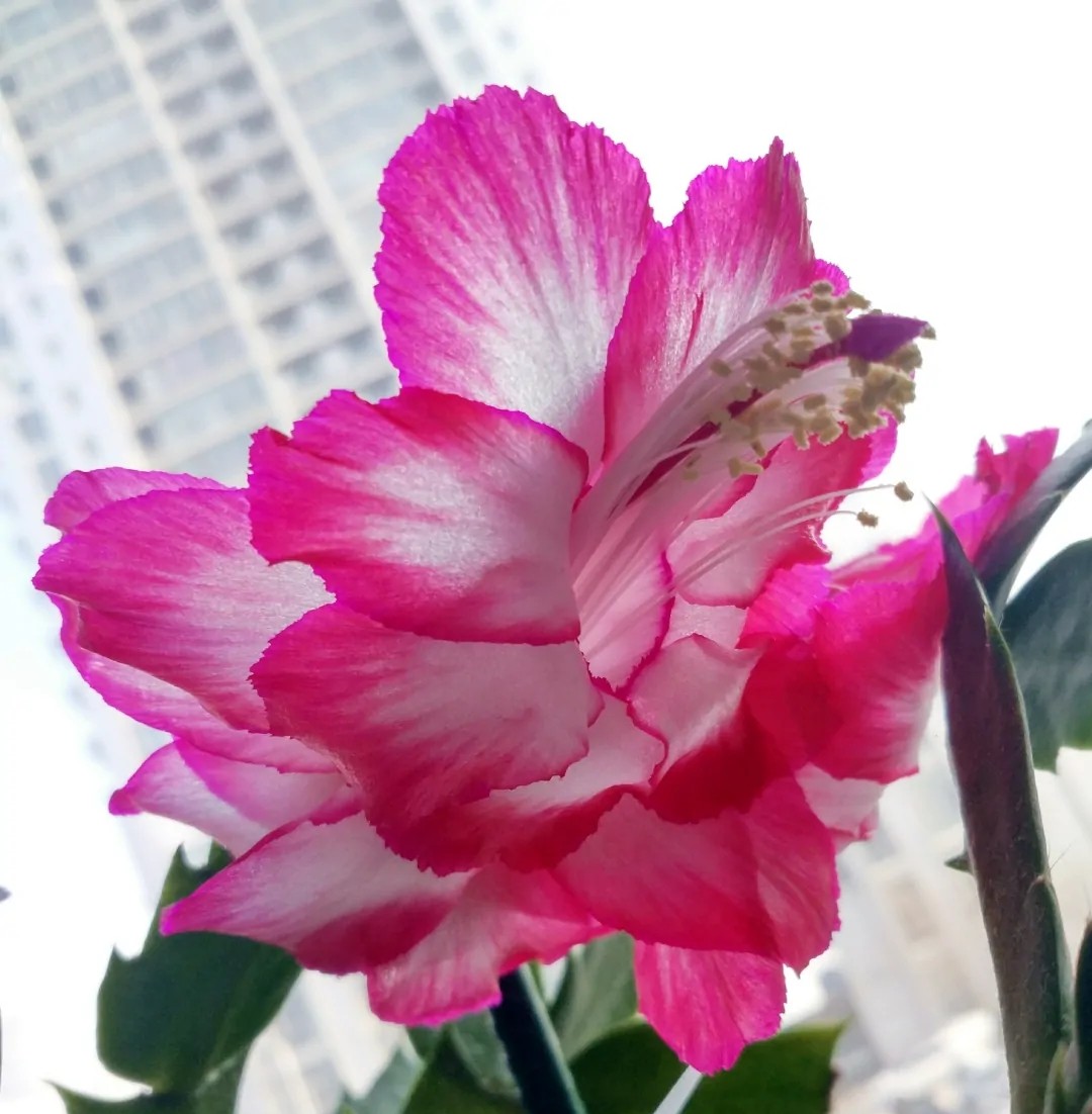 蟹爪兰20棵,有20株蟹爪兰适合多大的盆