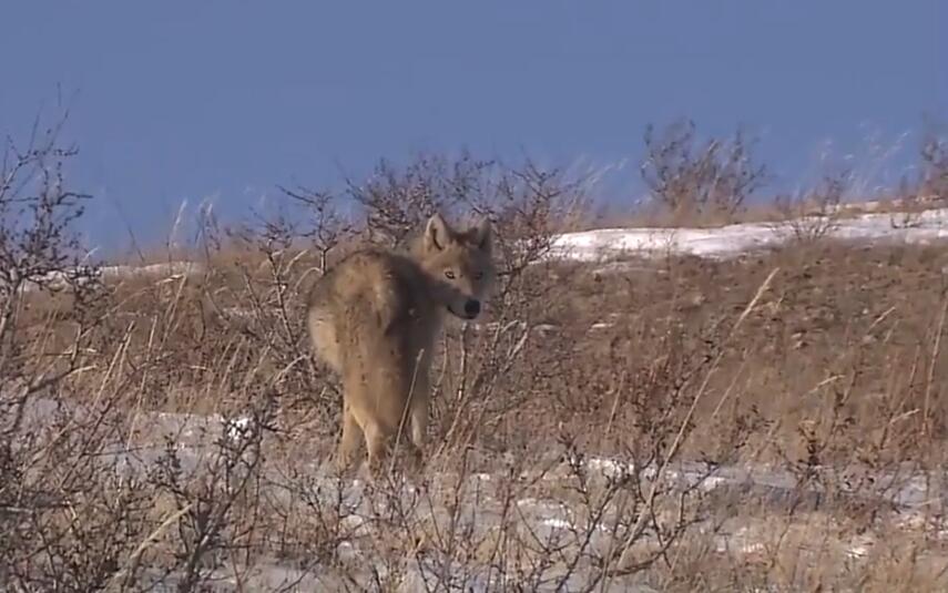 灰太狼为什么没有银太狼的记忆,虾扯蛋动漫视频