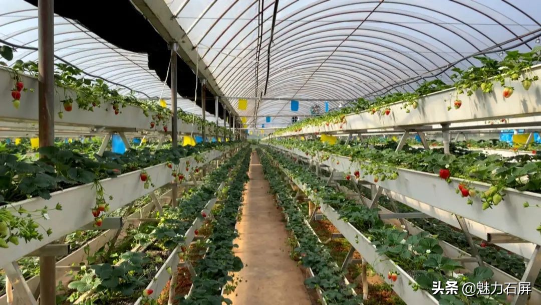 石屏坝心摘草莓,石屏草莓采摘园