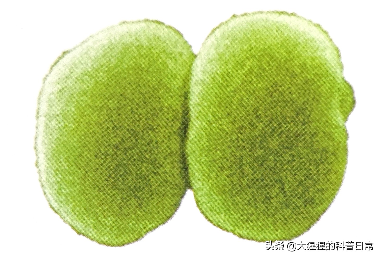 微生物原核生物,微生物照片原核生物