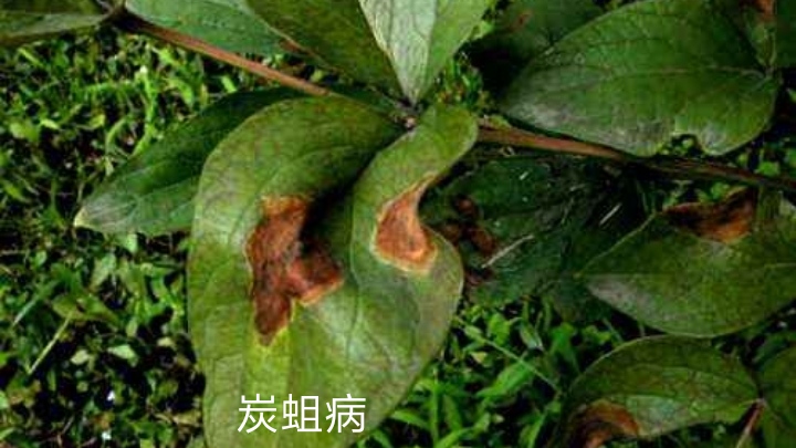 国色天香的牡丹花开了,国色天香的牡丹花画法