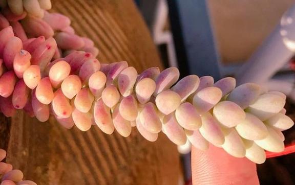 新玉缀怎么养能爆盆,玉缀叶子繁殖叶片必须朝上吗