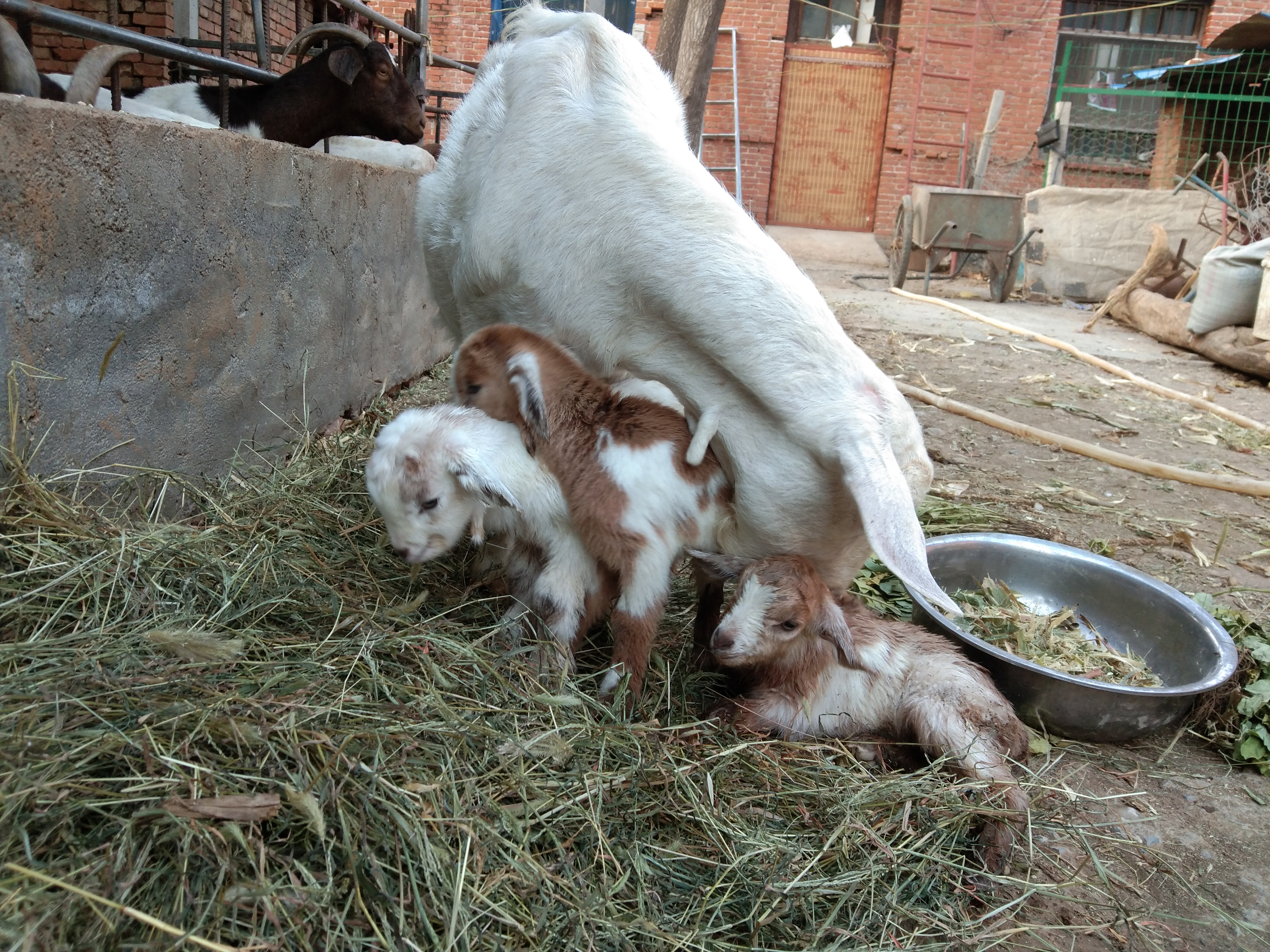 养羊常备哪些药,养羊准备的常用药