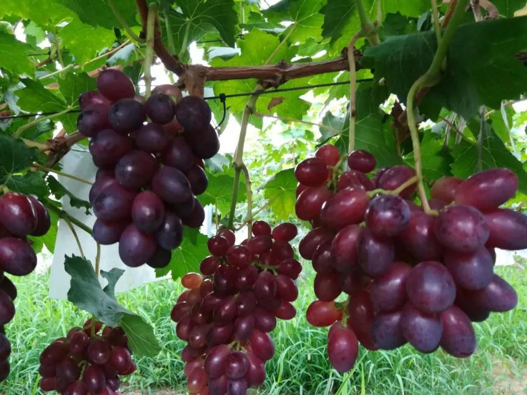 参展企业介绍,参展种业博览会的公司