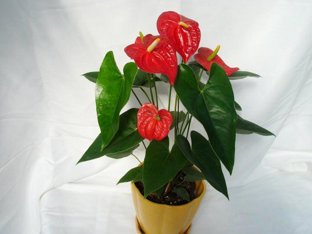 红掌养着养着叶子掉了是怎么回事,红掌根部黄叶干枯不开花怎么办