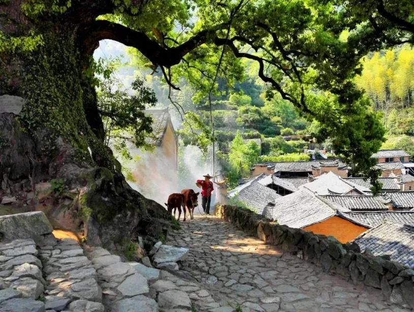 有着双重人生的小城青田，你对它的实力一无所知