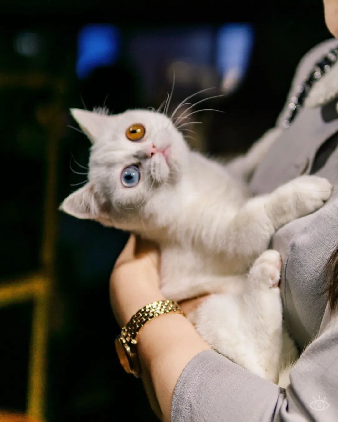 娣卞湷鏂版槬甯傞泦,娣卞湷鍒涙剰甯傞泦