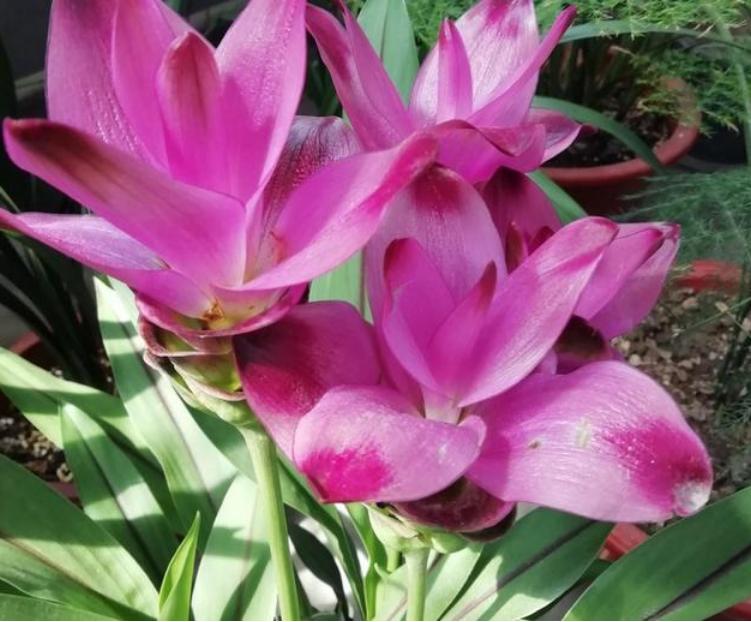 盆土里种块“姜”，7天发芽，30天后长出“大荷花”，太漂亮了