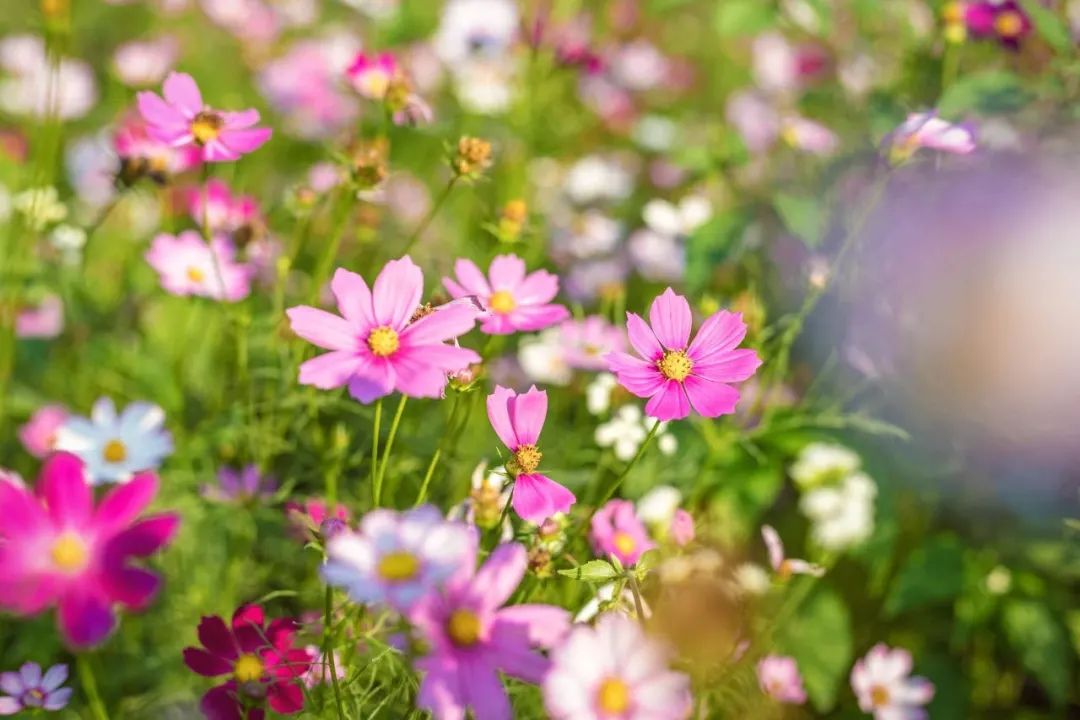 广州花都公园景点地图 (花都旅游景点分布图高清版)