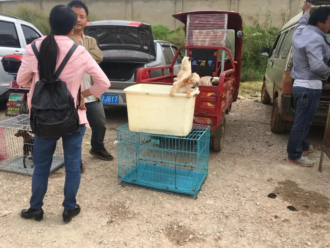 巴哥犬价格在多少钱,八哥犬200块钱