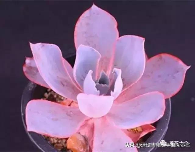 365种多肉图谱大全,365种鲜花图册大全