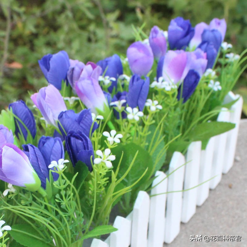 你知道各国的国花是什么,各个国家的国花介绍