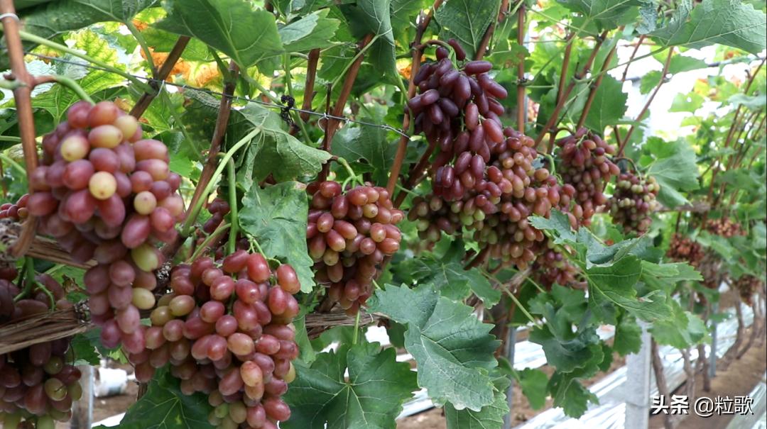 住商中农肥料怎么样,住商肥料助力精品农业