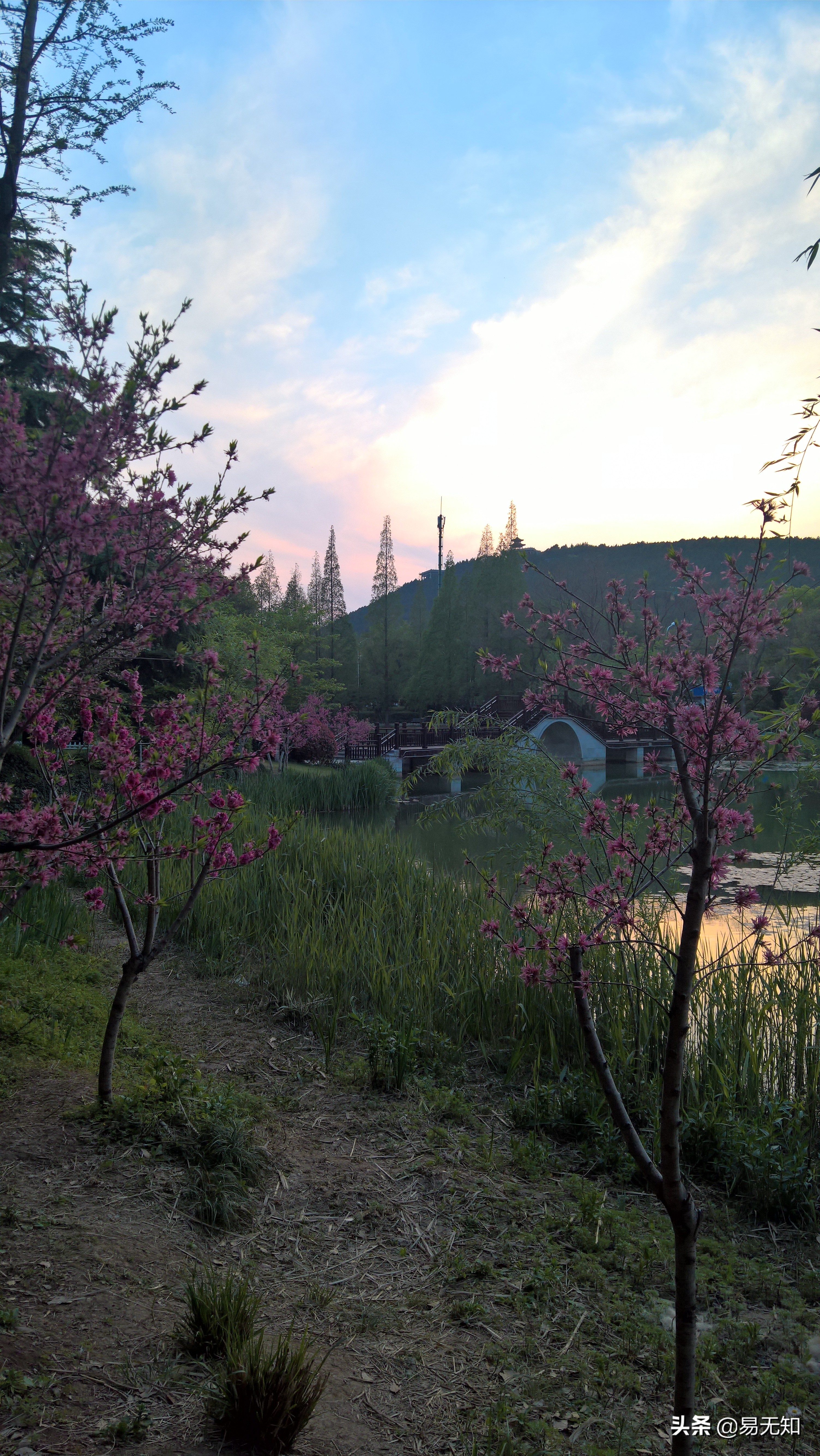 徐州彭祖园樱花美景,亲近自然之美彭祖园赏花正当时