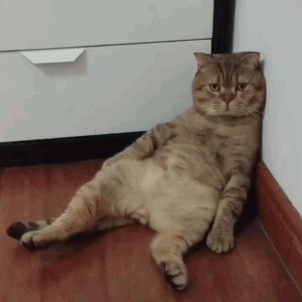 猫咪饲养管理现状,猫和老鼠猫咪现状