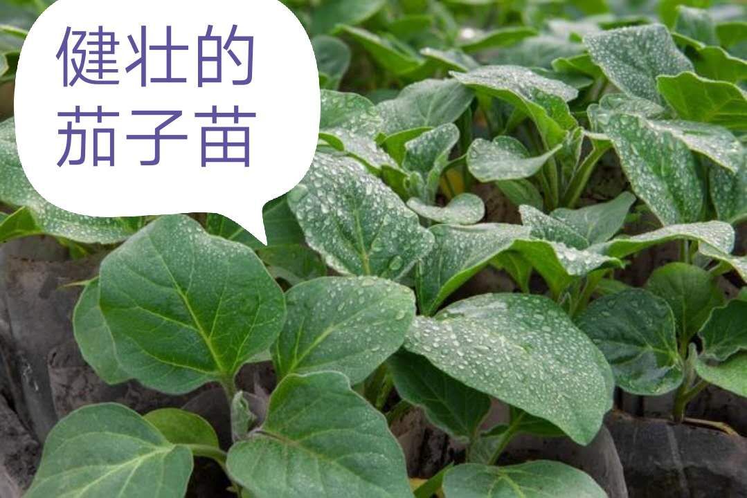 茄子苗发病用什么农药防治,茄子苗的病怎么治疗最好