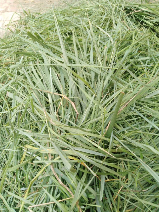 母羊怀孕三个月落胎怎么办,妊娠母羊的饲养与管理