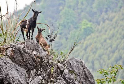 广西大化七百弄免费景点有哪些,广西大化七百弄天下第一弄