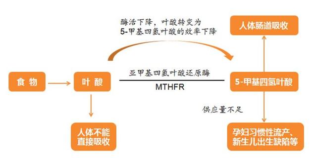 怀孕期间叶酸到底吃0.8还是0.4,怀孕初期叶酸和dha可以同时服用吗