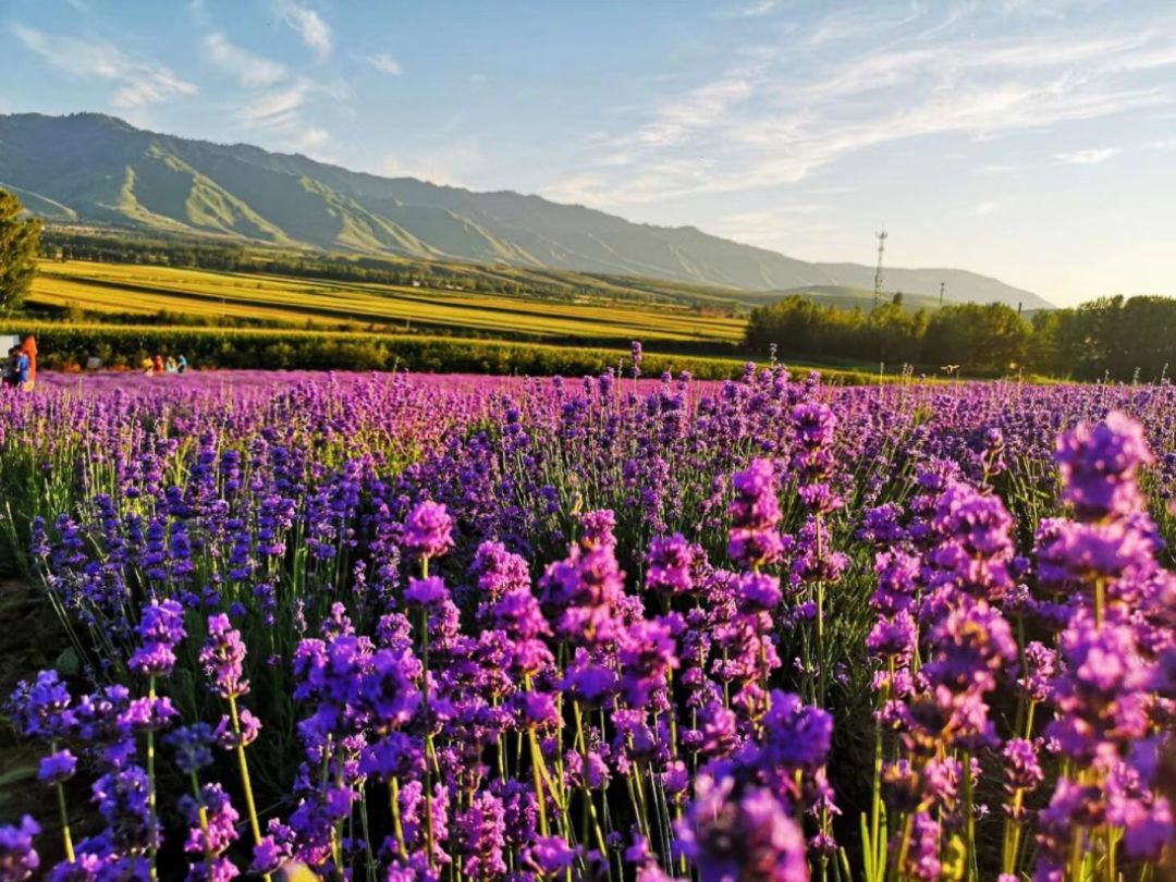 女生都爱用的护肤品,女生都爱的护发精油