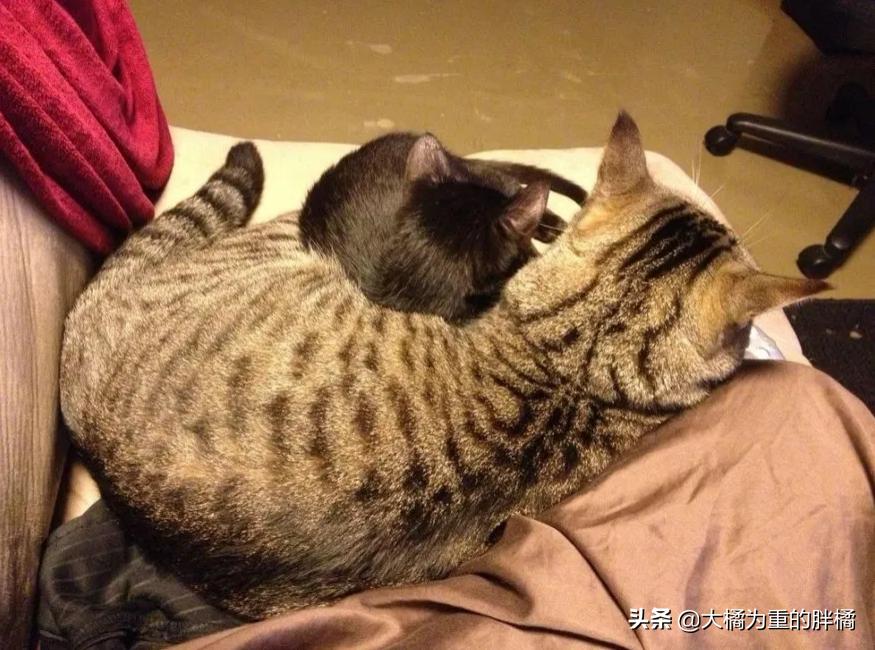 猫咪丢失5天后被流浪猫送回家,黑猫被大叔带回来