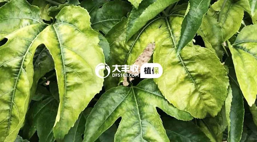 百香果烂根专用药,百香果树烂根抢救方法