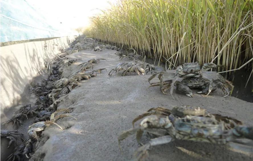 宋卫平杭州别墅,宋卫平杭州湾图片