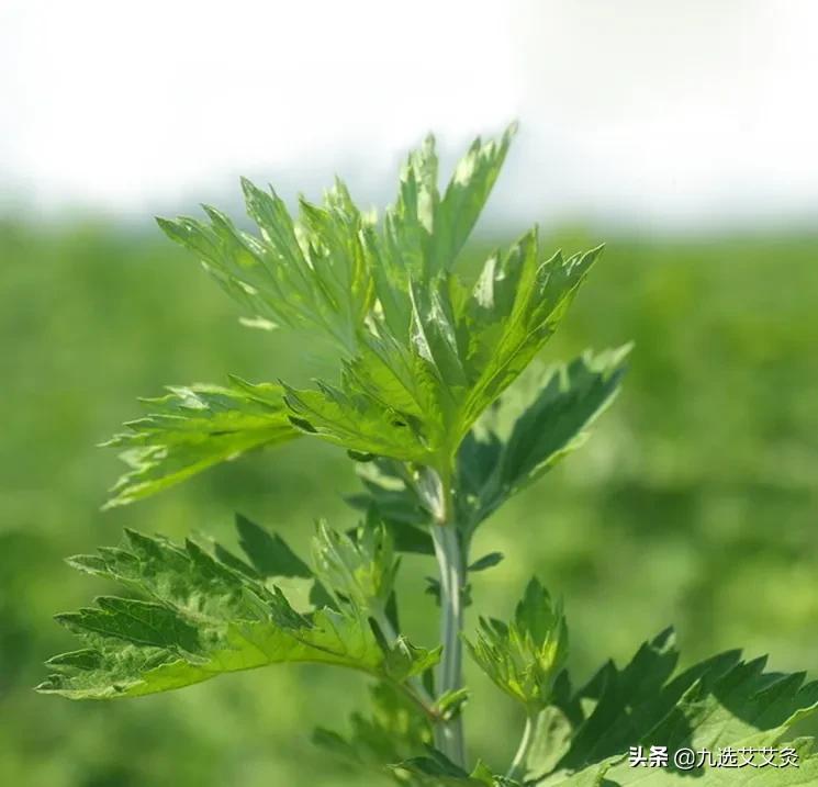 艾灸阴天下雨可以熏吗,阴雨天可以火疗艾灸吗