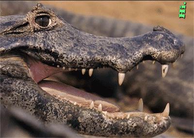 动物的英语词语,动物的英语句子有哪些