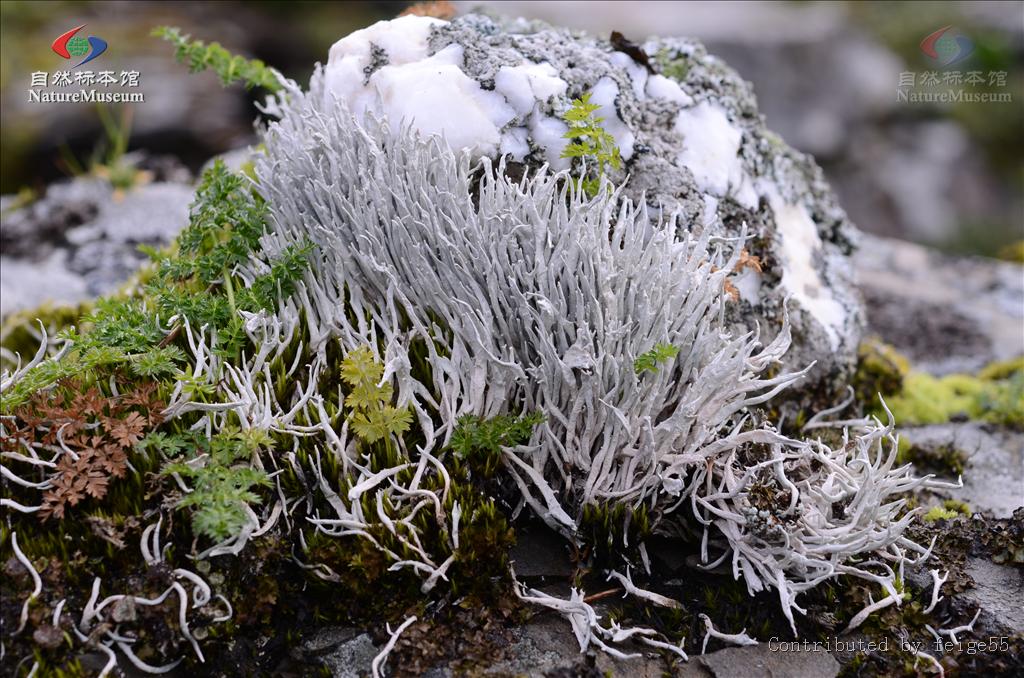 雪茶，见过吗？能清热解渴，醒脑安神