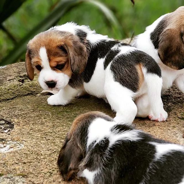 可爱呆萌的小奶狗视频,可爱可奶呆萌的小奶狗