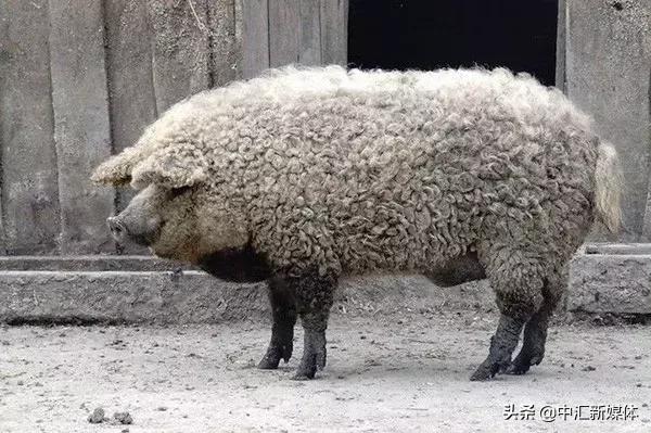 名猪大集合,看看你认识几个?