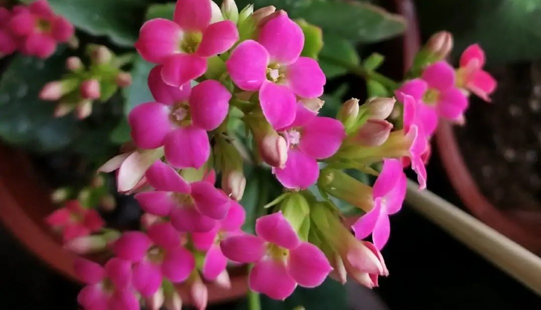 单瓣长寿花品种大全图,长寿花单瓣最好看的品种