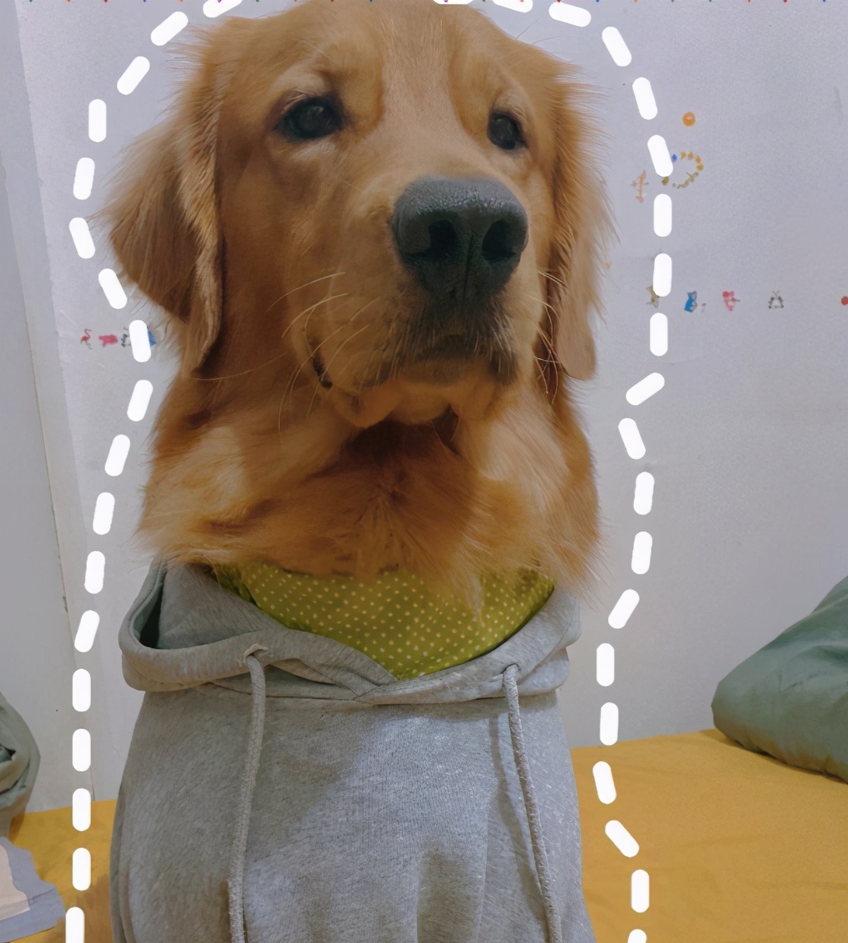 狗狗喜欢追逐移动的东西,狗狗前十字韧带撕裂